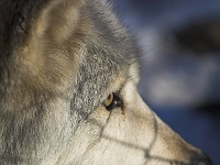 Arctic Wolf 037